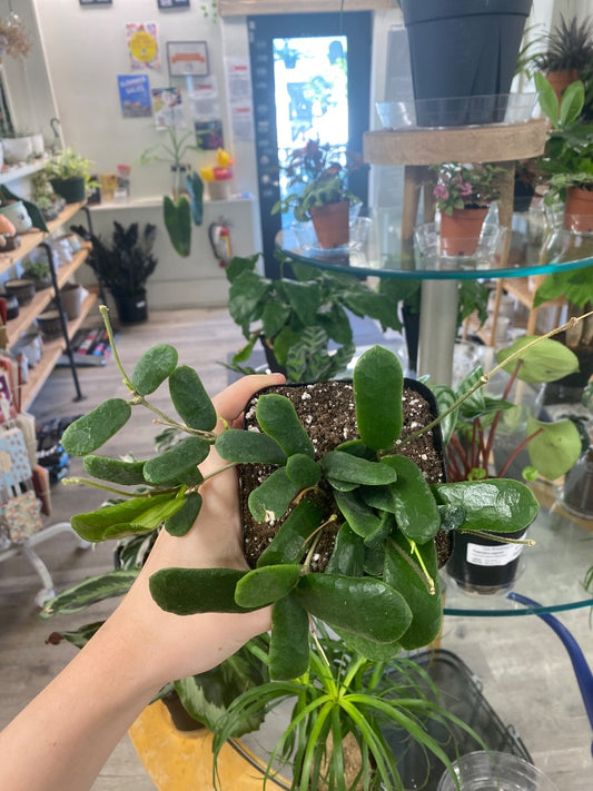 Hoya rotundiflora (#7358664011)
