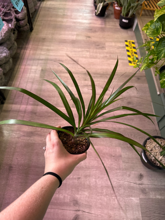 Dracaena reflexa (4" Nursery Pot) [ID #57938754]