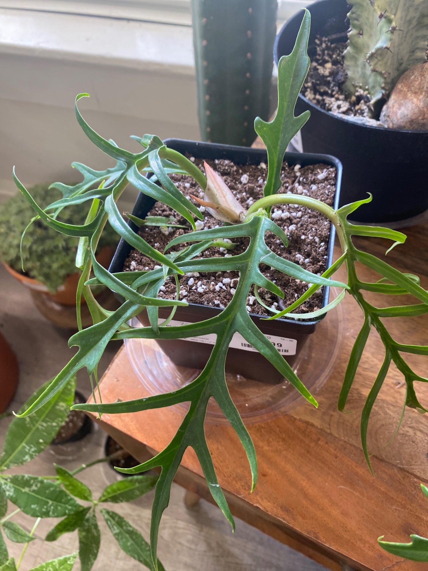 Philodendron tortum (#900191225)