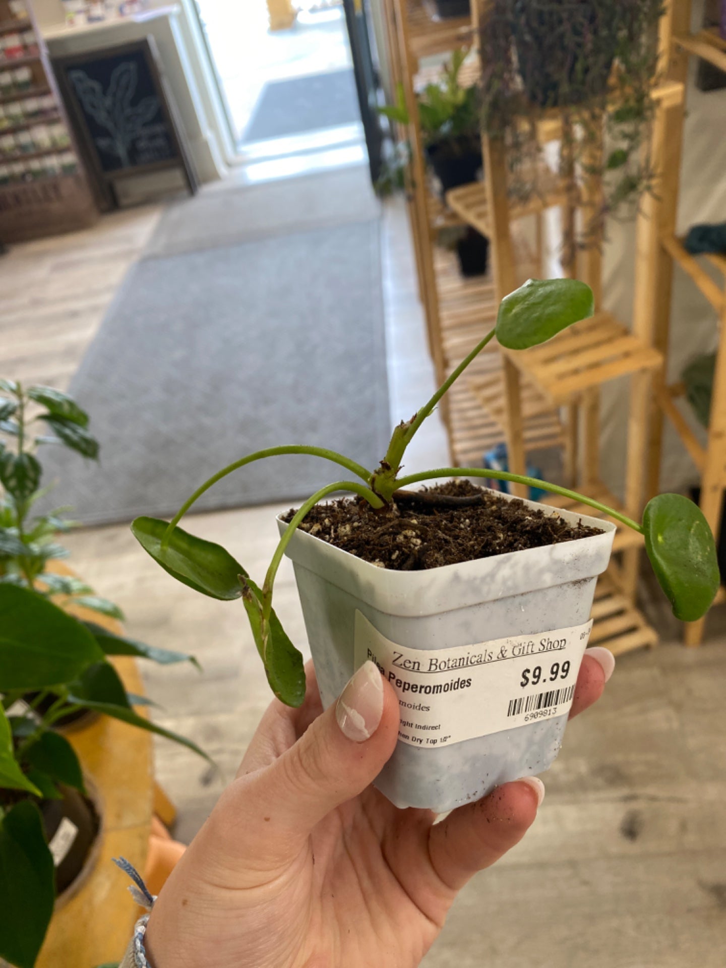 Pilea Peperomoides (3") [ID #6909813]