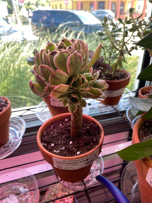 Aeonium arborescens Variegata (#8026208806)