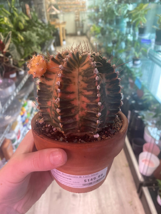 Gymnocalycium mihanovichii hybrid (Mother Plant) [ID #46474834260]