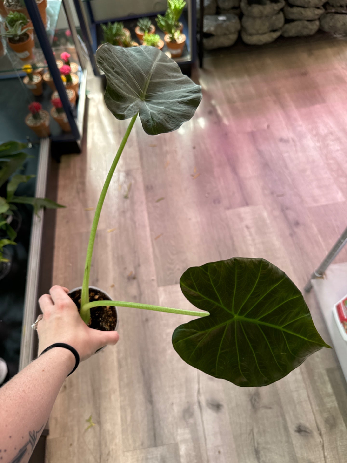 Alocasia Regal Shield (4" Plastic Pot) [ID #66485151]