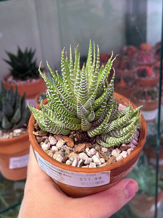 Gasteria Okavango Anna (4" Clay Pot) [ID #10646667]