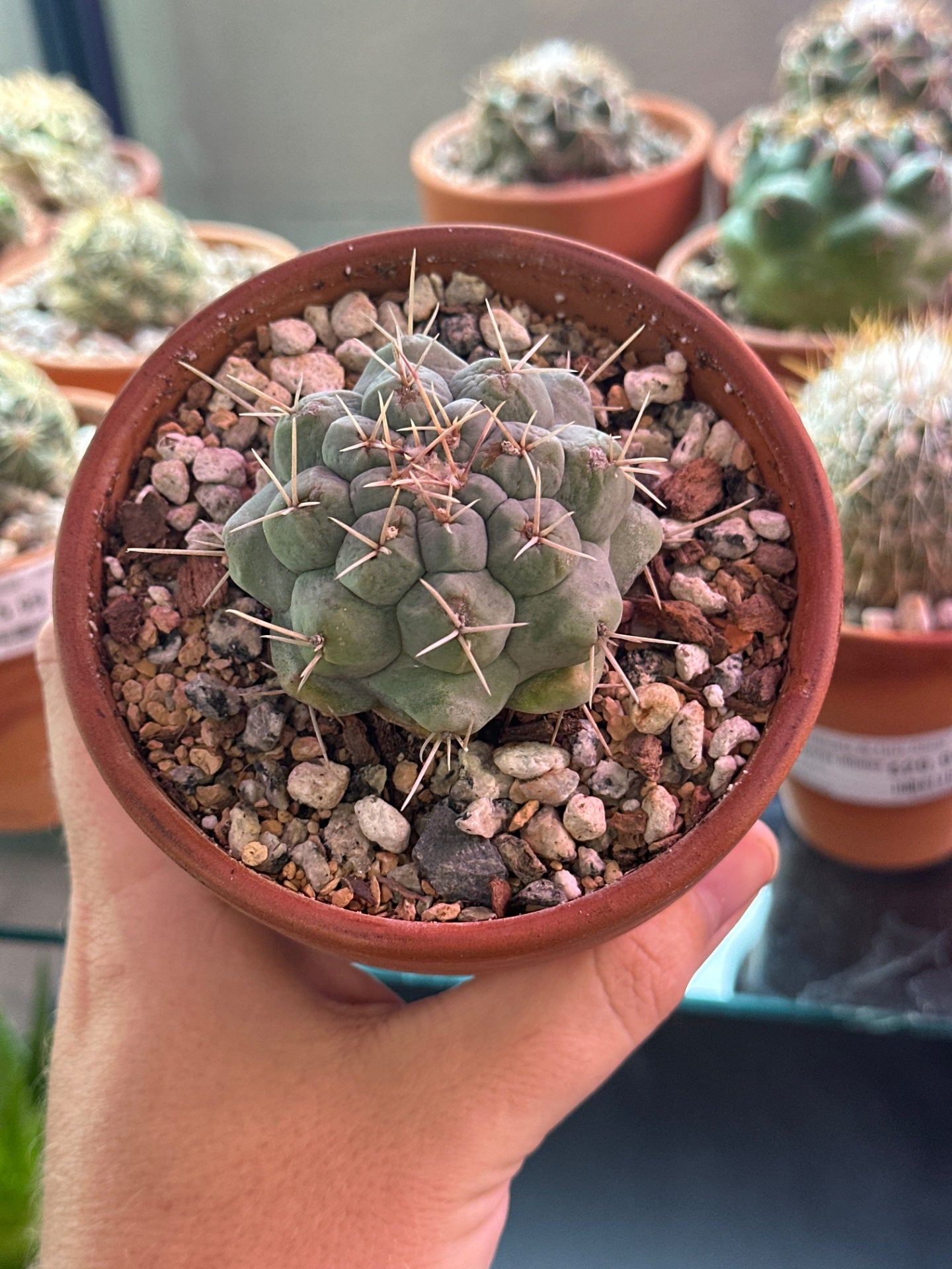 Thelocactus hexaedrophorus (4") [ID #67746254733]