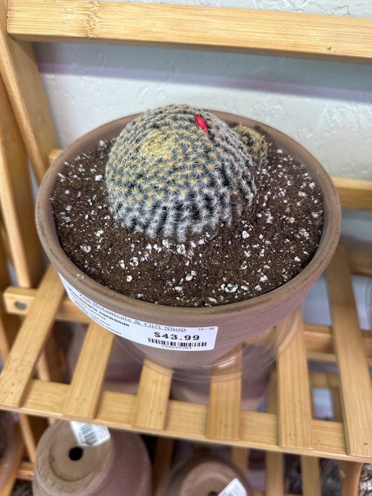 Mammilaria carmenae (#154293703)