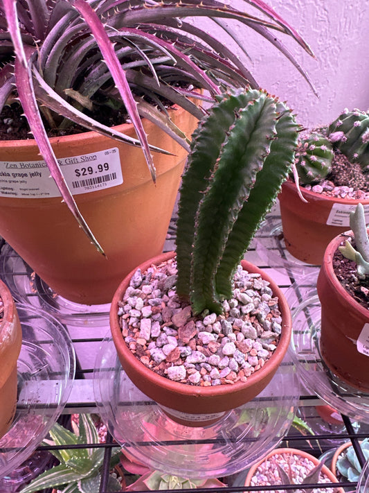 Euphorbia polygona (#201813075)