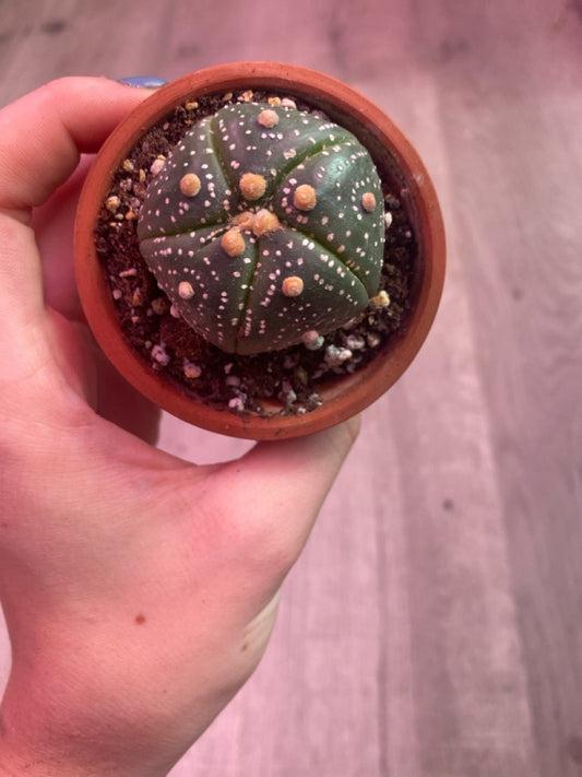 Astrophytum asterias 'Super Kabuto' (#242508084)