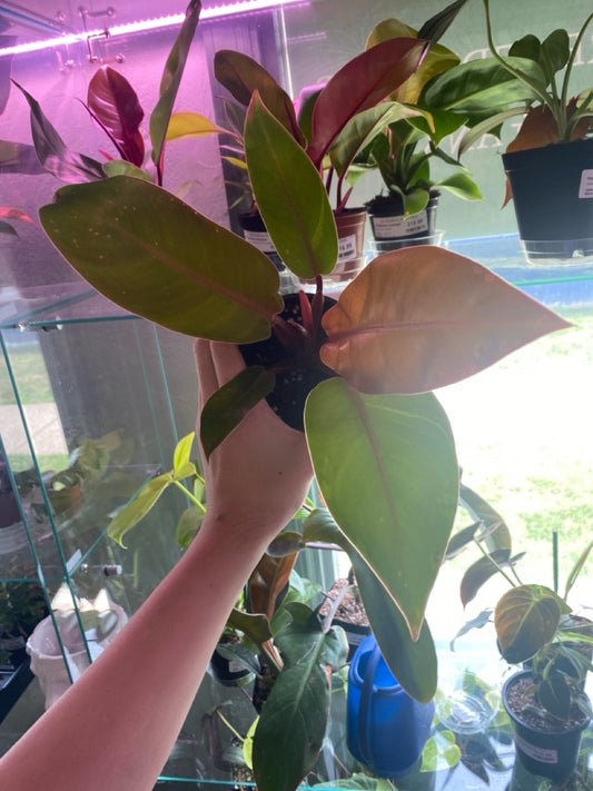 Philodendron erubescens 'Prince of Orange' (#783006348)