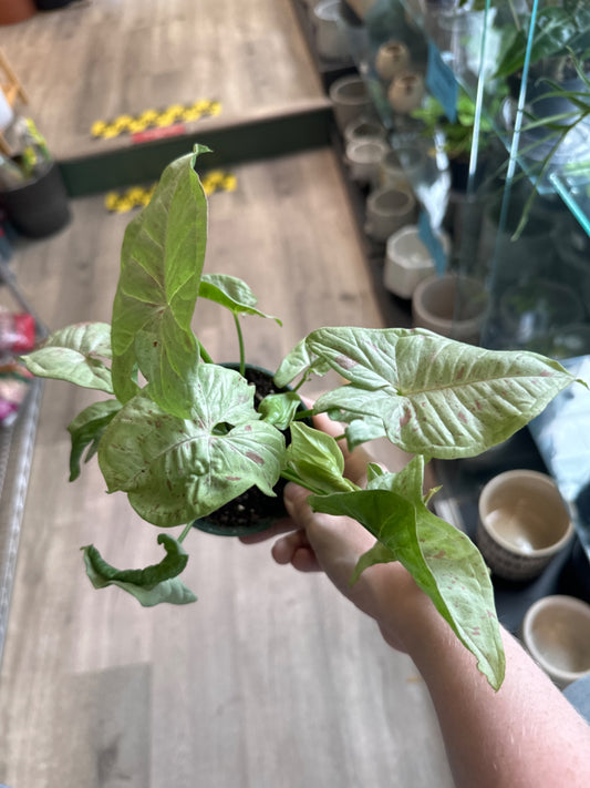 Syngonium Milk Confetti (4" Nursery Pot) [ID #30707281]