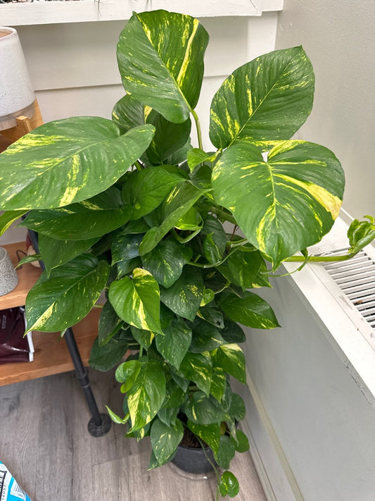 Epipremnum Aureum 'Golden Pothos' (#986600883)