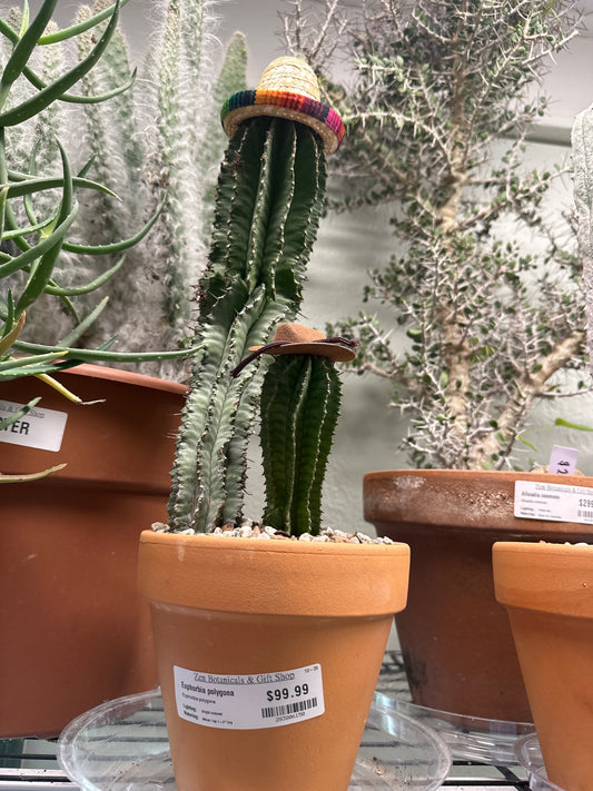 Euphorbia polygona (#283806150)