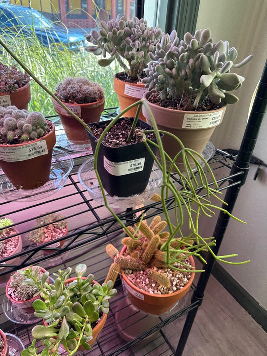 Rhipsalis Cv. (#324168607)