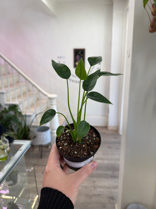 Alocasia Cv. 'Tiny Dancer' (#807403977)