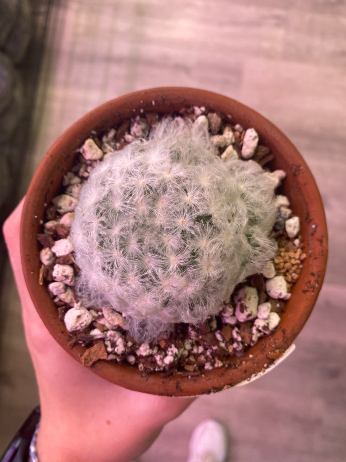 Mammilaria Plumosa (4") [ID #97382677038]