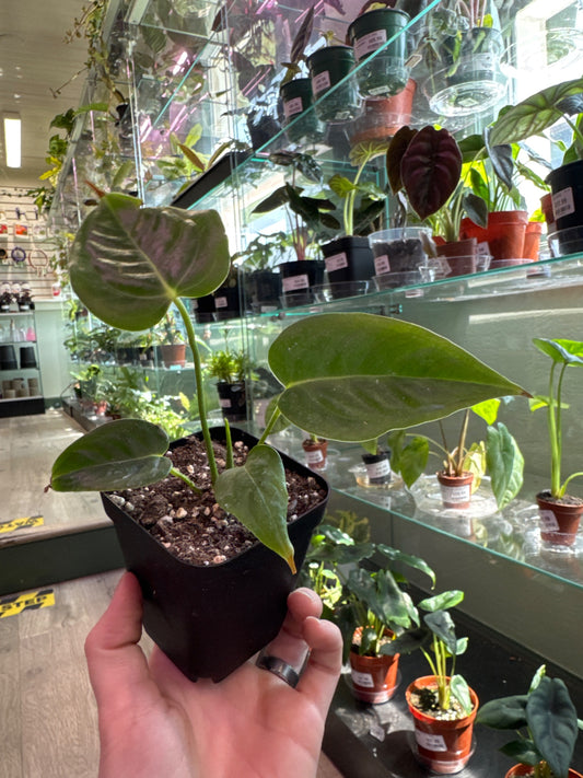 Anthurium cv. 'King Veitchii' (#948406033)