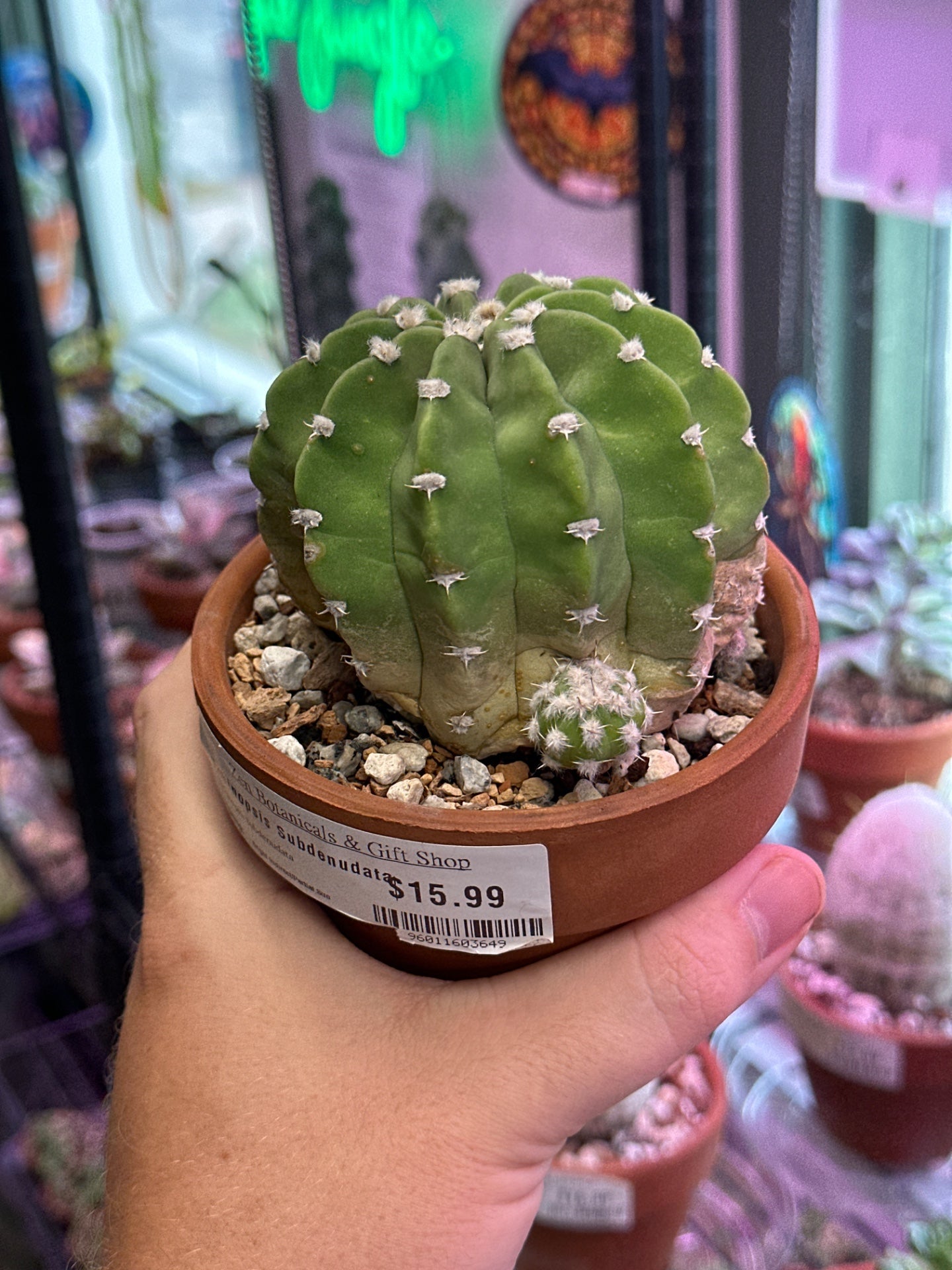 Echinopsis Subdenudata (4") [ID #96011603649]