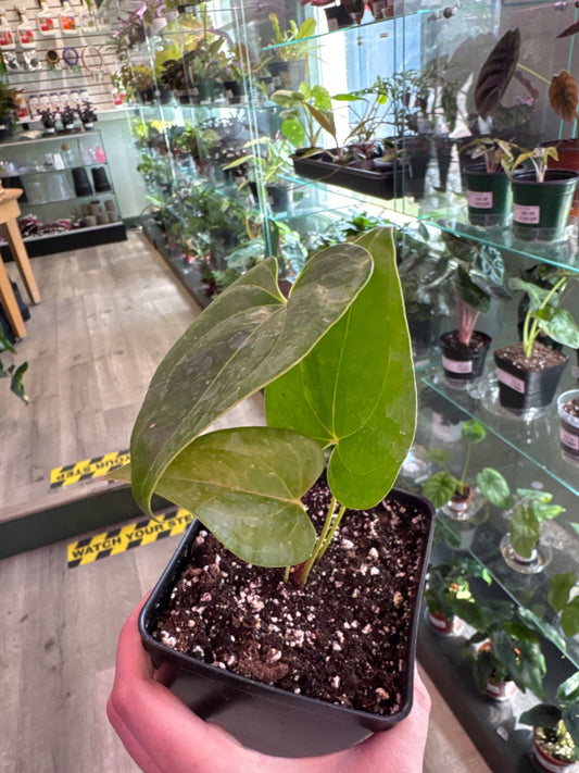 Anthurium decipiens (#401892009)
