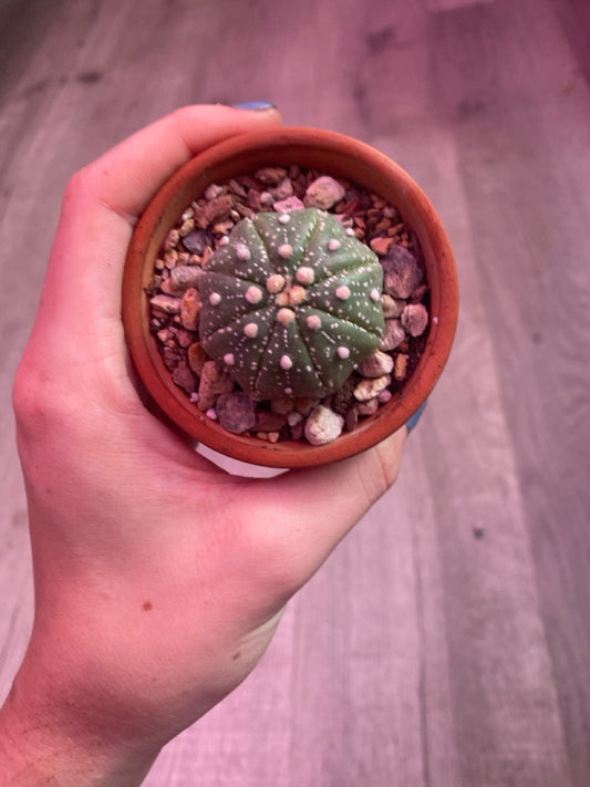 Astrophytum asterias 'Super Kabuto' (#214869540)