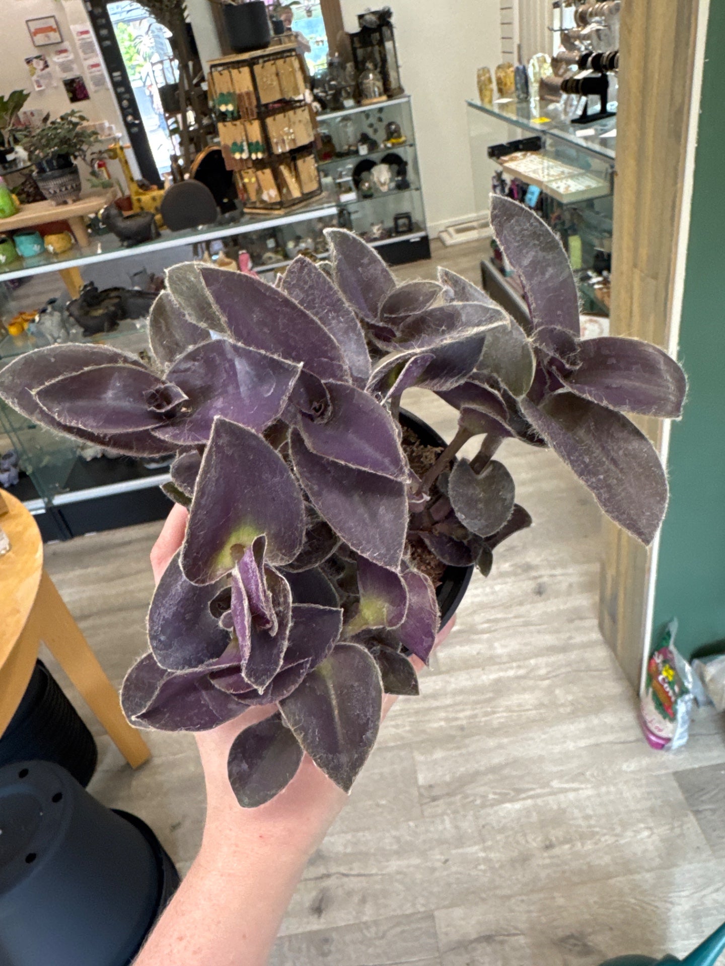 Tradescantia purple heart (#957585658)