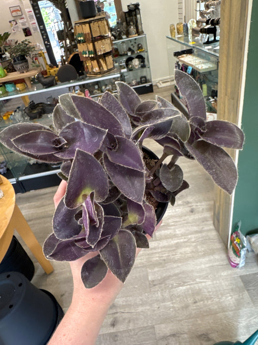 Tradescantia purple heart (#957585658)