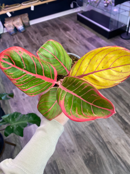 Aglaonema Kanza (4") [ID #4919814]