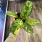 Aglaonema Manilla's Pride (3" Plastic Pot) [ID #33051624]