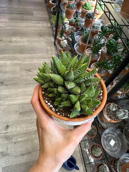 Haworthia enon (#223891441)