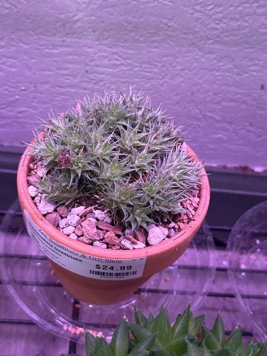 Deutercohnia lorentziana (#898917586)