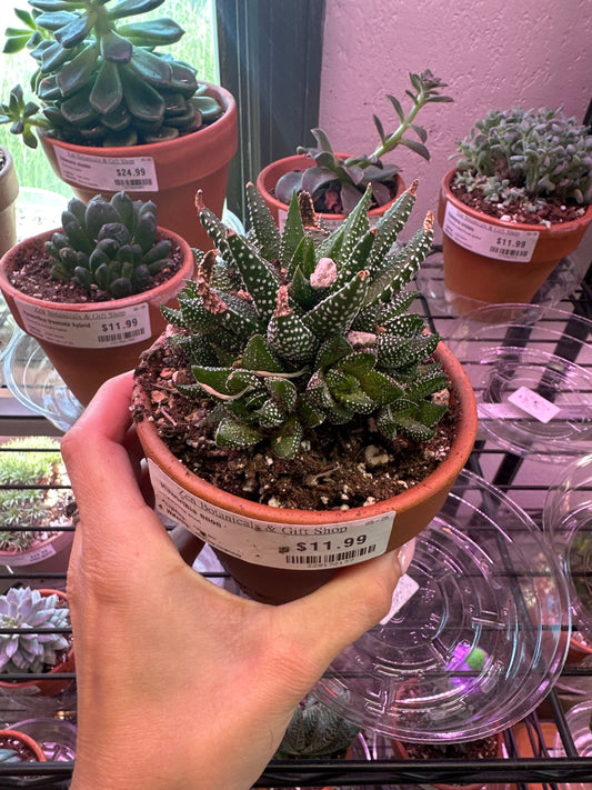 Haworthia enon (#229172137)