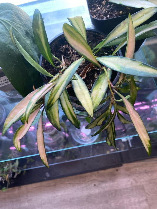 Hoya wayetii 'Variegated' (#162763226)