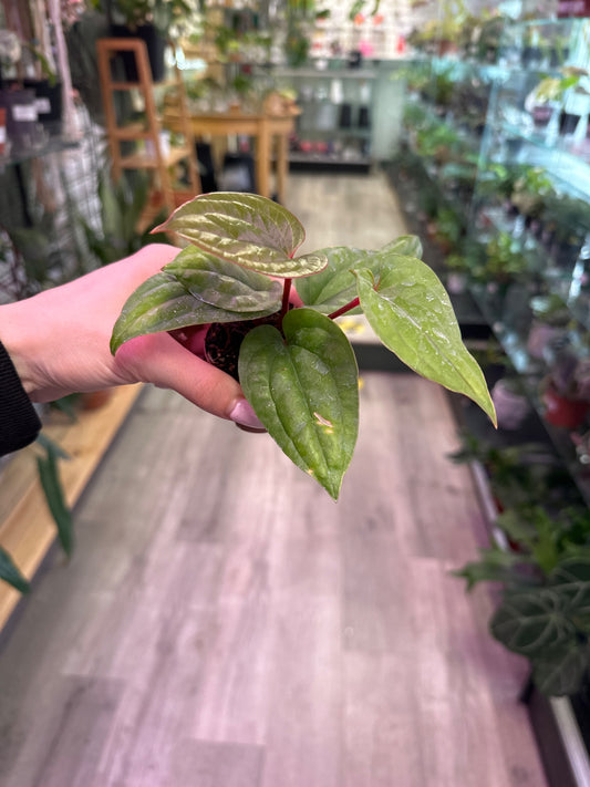 Anthurium luxurians X radicans  (#466215234)