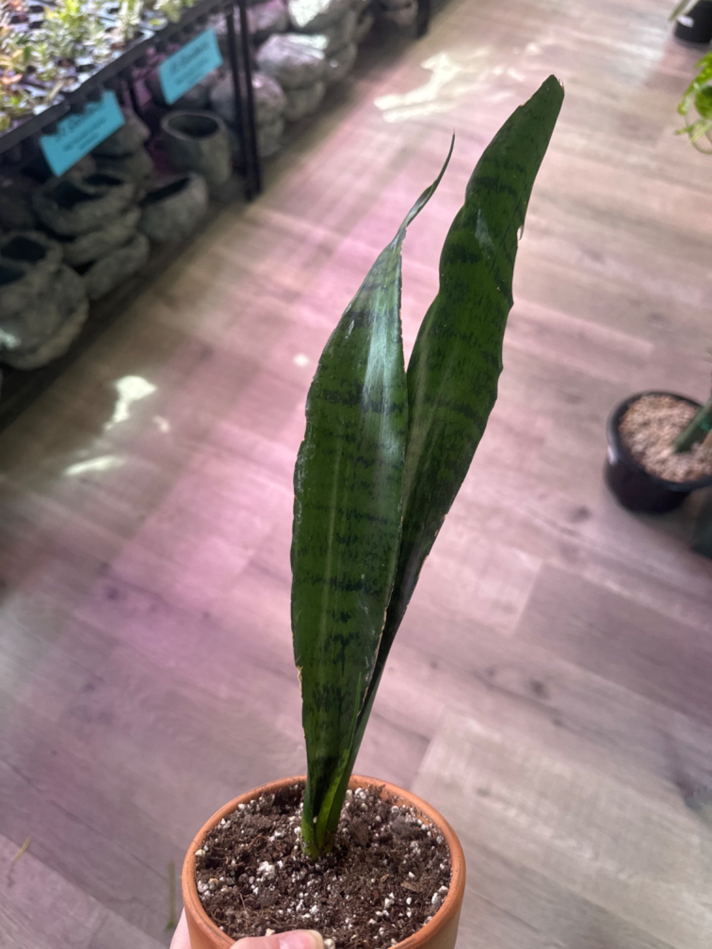 Sansevieria Zeylanica 'Snake Plant' (4" Clay Pot) [ID #12994824]