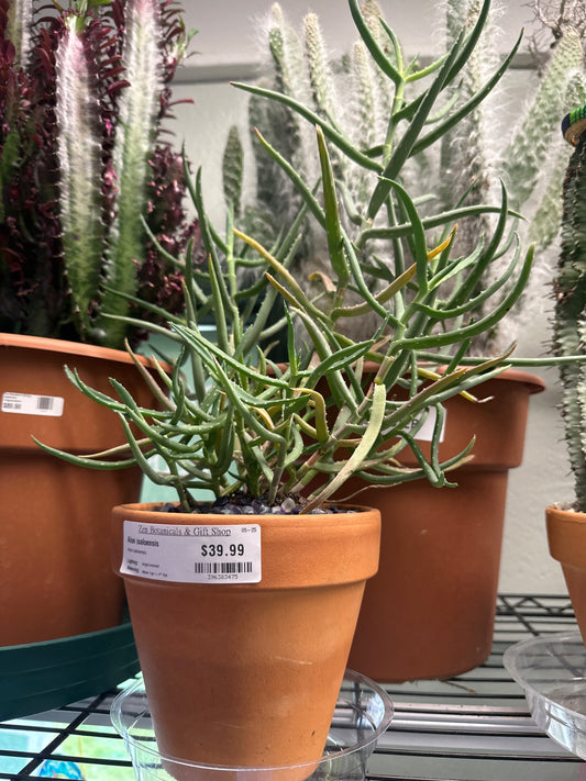 Aloe isaloensis (#396383475)