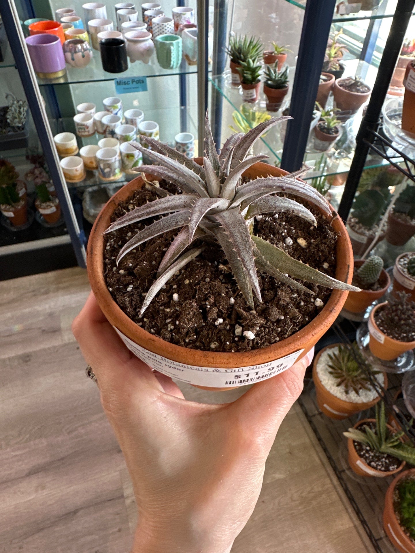Dyckia pale ryder (#617725946)