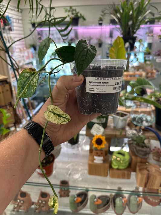 Epipremnum aureum 'Cebu Blue variegated ' (#935878984)