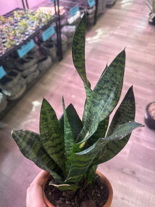 Sansevieria spp. (4" Clay Pot) [ID #43915916]