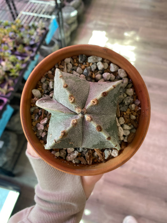 Astrophytum myriostigma 'White' (4") [ID #31095719]