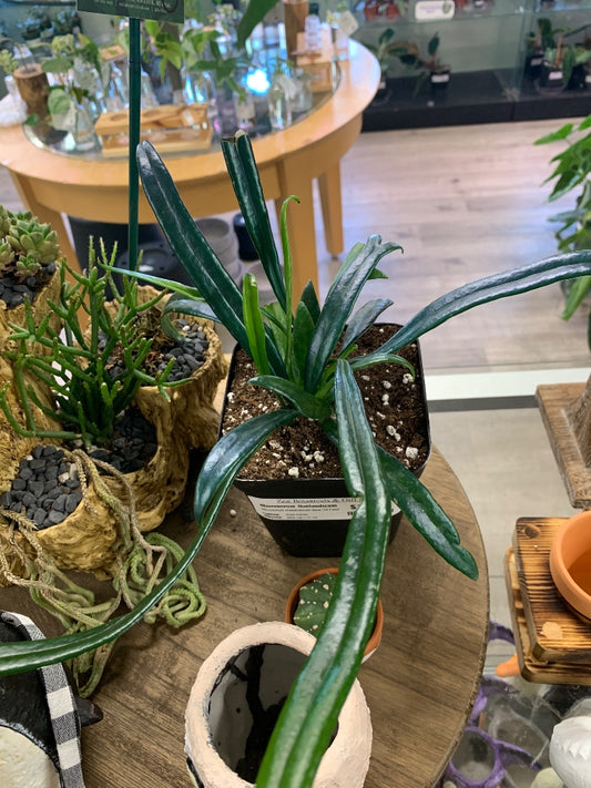 Microsorum thailandicum 'Blue Oil Fern' (#3972805915)