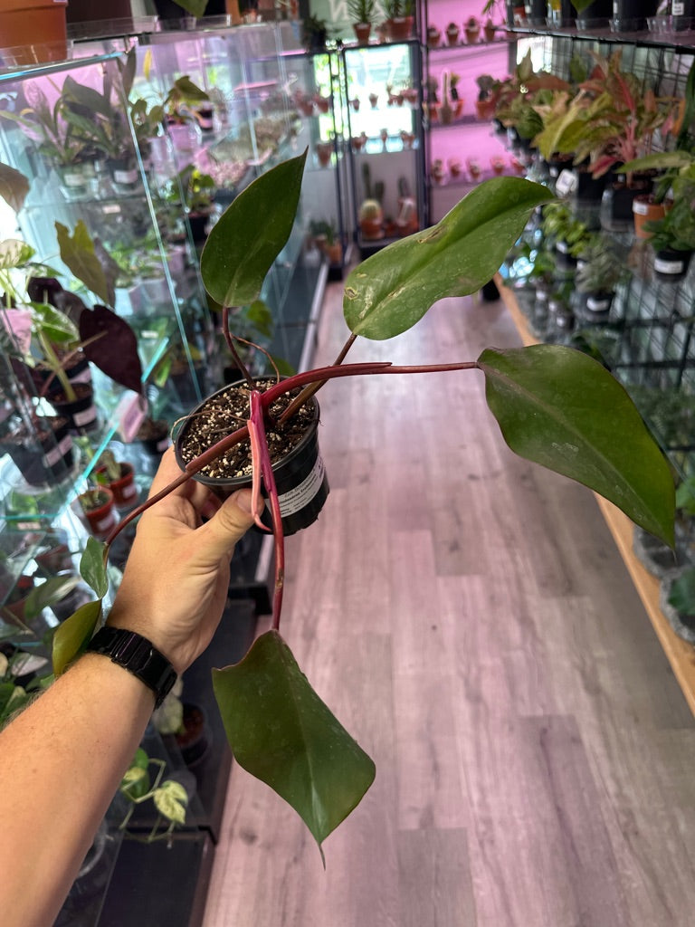 Philodendron Erubescens 'Bloody Mary' (#899063983)
