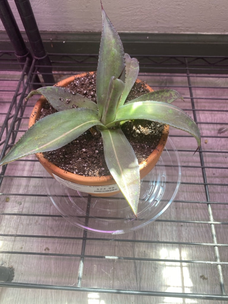 Agave Cv. 'Mission to Mars' (#234559320)