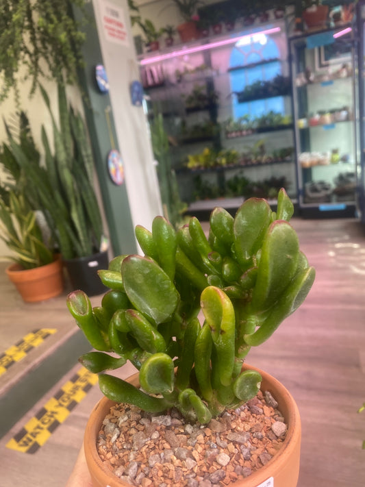 Crassula ovata 'Coral' (#211304475)