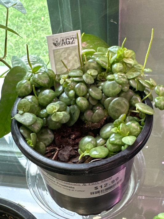 Peperomia Prostrata 'String of Turtles' (#175507236)