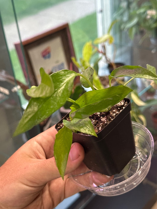 Epipremnum Aureum 'Skeleton Key' (#655634289)