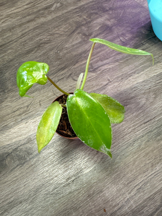 Philodendron Florida Ghost 'Mint' (2" Nursery Pot) [ID #49869598]