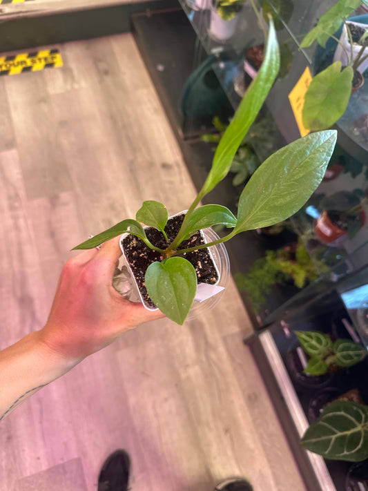 Anthurium bonplandii 'Cobra' (#271846210)