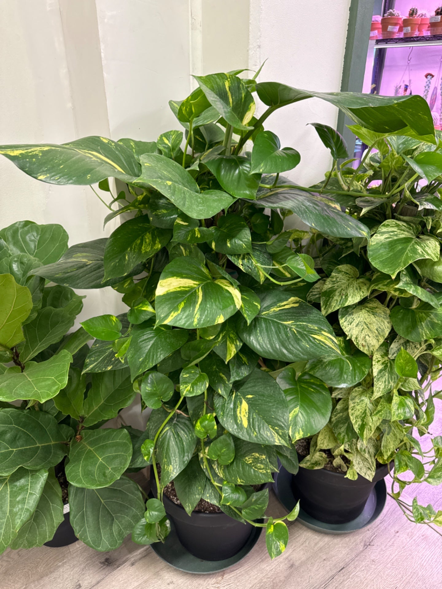 Pothos Golden (12" Plastic Pot) [ID #40213577]