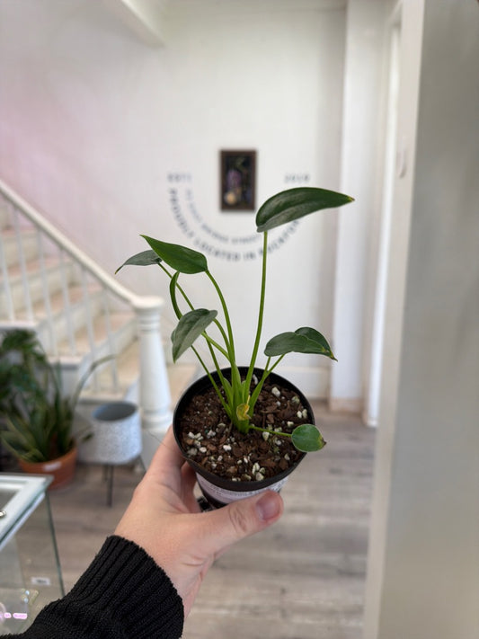 Alocasia Cv. 'Tiny Dancer' (#056427723)