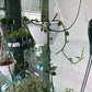 Ceropegia sandersonii 'parachute plant' (#536909880)