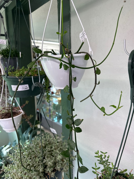 Ceropegia sandersonii 'parachute plant' (#536909880)